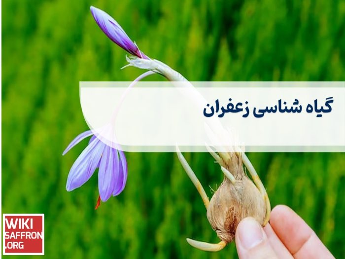 گیاه شناسی زعفران ویکی زعفران