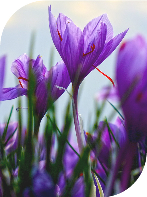 wiki-safron